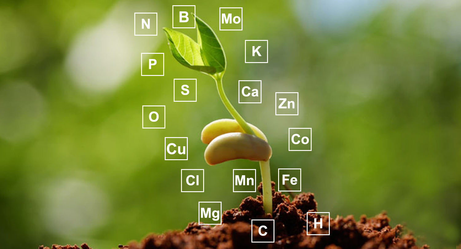 macronutrients include: nitrogen (N), phosphorus (P), potassium (K), calcium (Ca), sulfur (S), magnesium (Mg), carbon (C), oxygen(O), hydrogen (H)