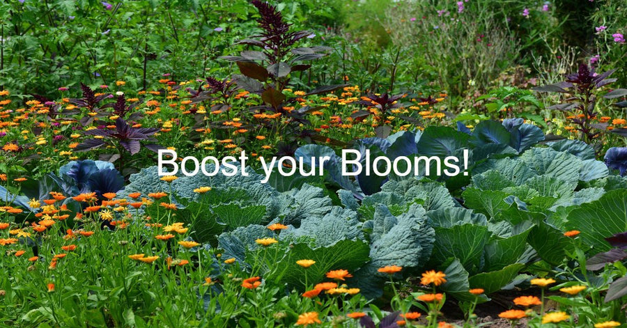 Bloom Plus (1-2-5-3Ca-2S) Fertilizer for Optimal Plant Health - Terra Biotics