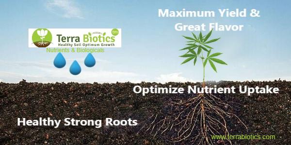 Healthy roots make all the difference - Terra Biotics
