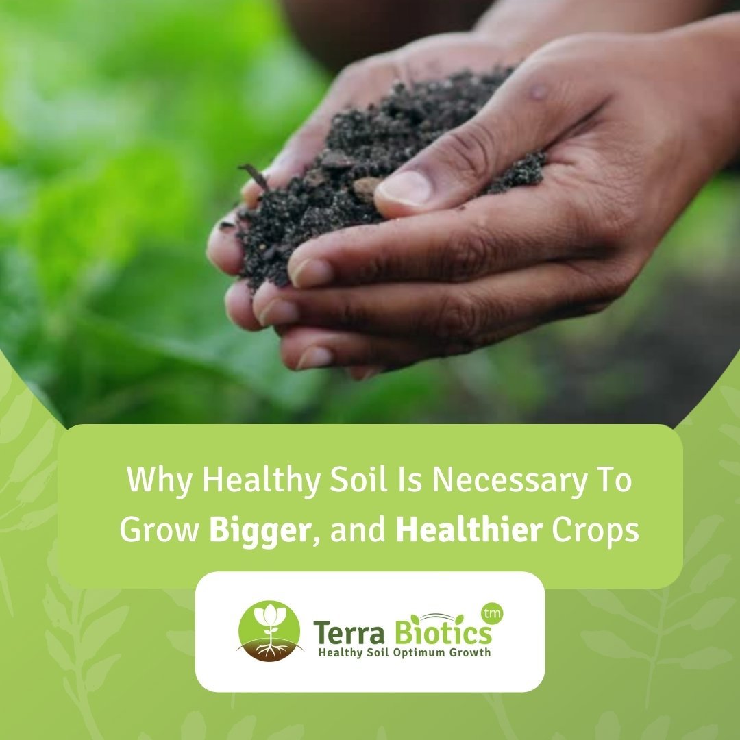 Why Healthy Soil is Necessary to Grow Bigger, and Healthier Crops - Terra Biotics