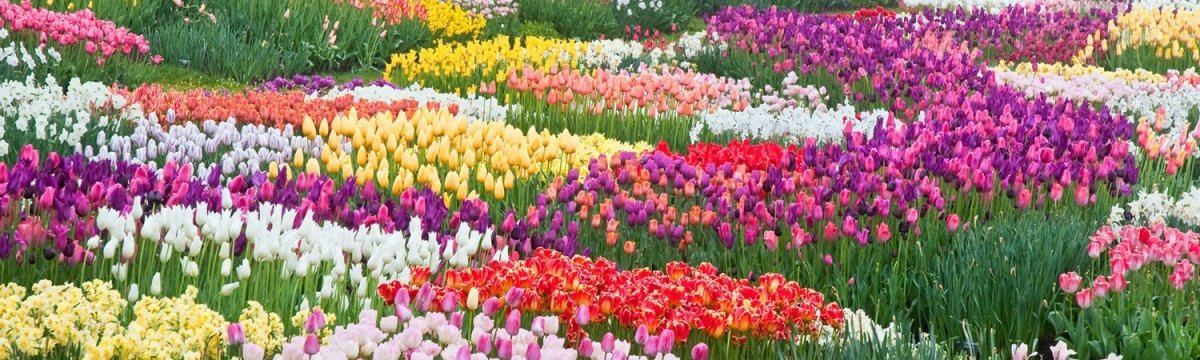 Organic Fertilizers for Flower Gardens | Terra Biotics