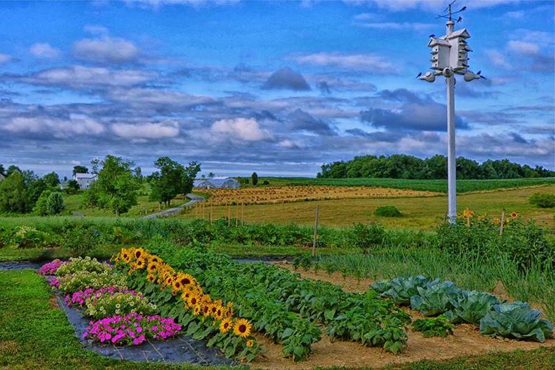 Organic Plant Nutrients for Home Gardening | Terra Biotics