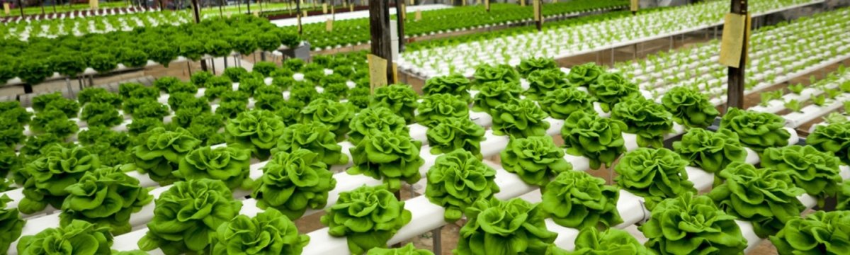 Hydroponics & Vertical Farming Nutrients | Terra Biotics