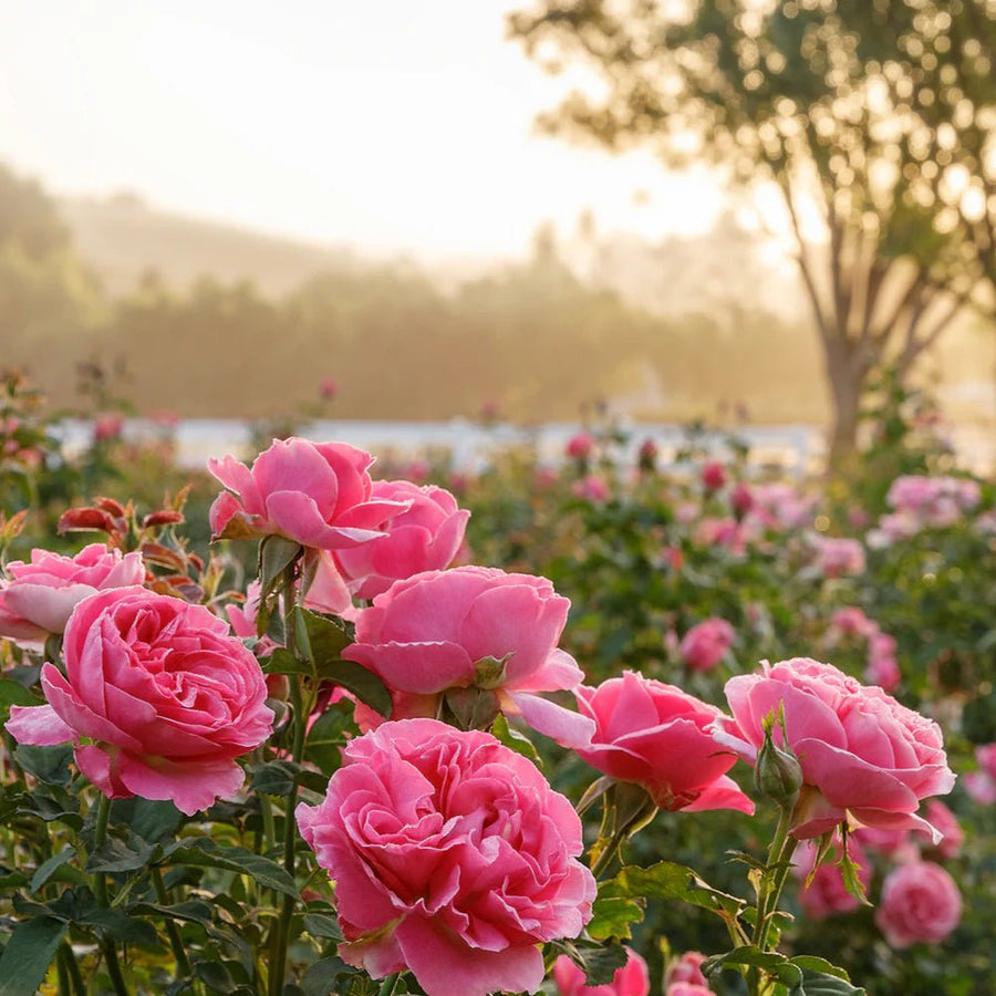 Organic Rose Garden Formula - Terra Biotics